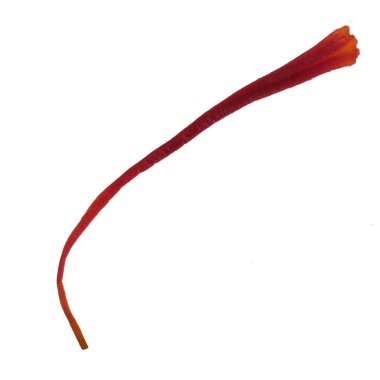 arka planda aromatik bitki, yakın