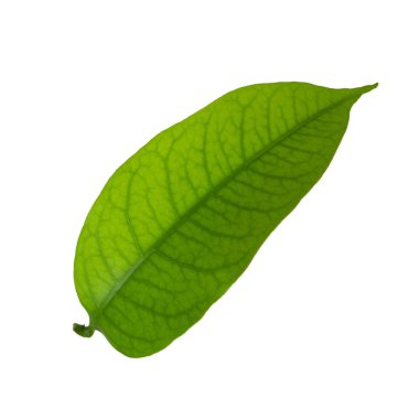 leechee yakın bırakır 