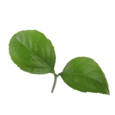 arka planda yeşil narenciye, yakın