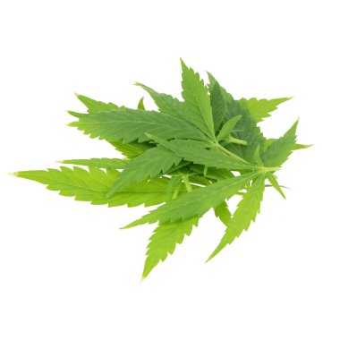 arka planda esrar ot, yakın