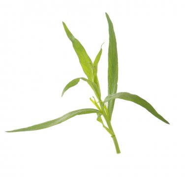 arka planda aromatik bitki, yakın