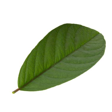 arka planda aromatik bitki, yakın