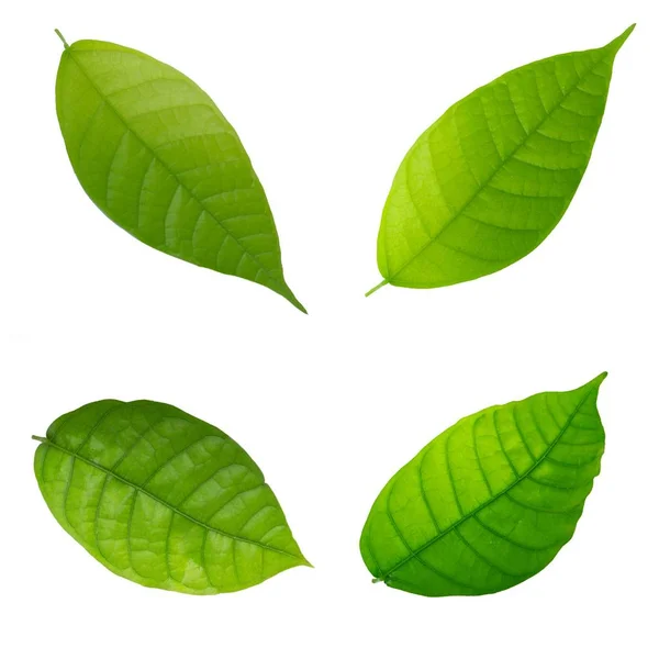 cocao yaprağı yakın 