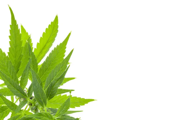 Cannabiskraut Hintergrund Nahaufnahme — Stockfoto