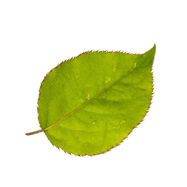 白い背景に隔離された緑の梨の葉 クローズアップ — ストック写真