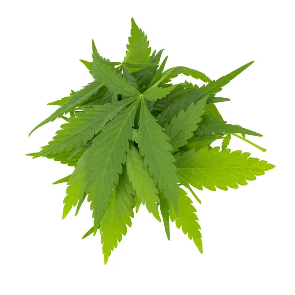 Cannabis Herb Pozadí Uzavření — Stock fotografie