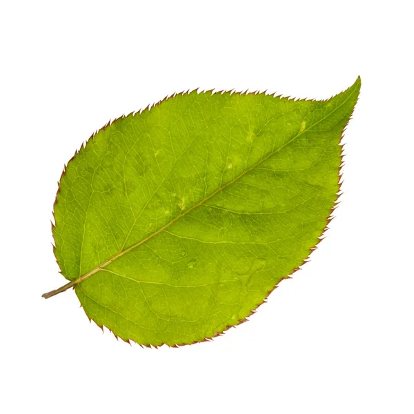 Hoja Pera Verde Aislada Sobre Fondo Blanco Primer Plano — Foto de Stock