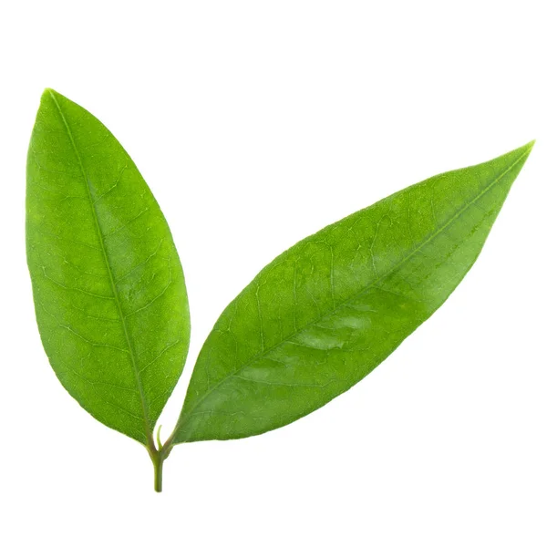 leechee yakın bırakır 