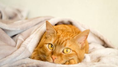 Sevimli, komik, sarı gözlü kızıl kedi kameraya bakıyor, açık arkaplanda yakın plan. Evcil hayvan, hayvan ve insan sevgisi kavramı. opi alanı