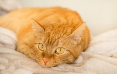 Sevimli, komik, sarı gözlü kızıl kedi kameraya bakıyor, açık arkaplanda yakın plan. Evcil hayvan, hayvan ve insan sevgisi kavramı. opi alanı