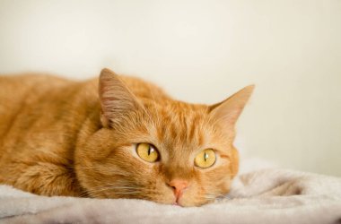 Sevimli, komik, sarı gözlü kızıl kedi kameraya bakıyor, açık arkaplanda yakın plan. Seçici odaklanma. Evcil hayvan, hayvan ve insan sevgisi kavramı. ? opy boşluk