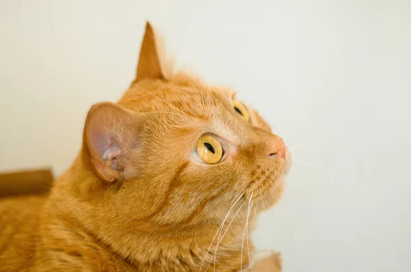 Cute, funny ginger cat with yellow eyes looking at the camera, close-up on a light background. Selective focus. The concept of domestic animals, animal and human petting. ?opy space