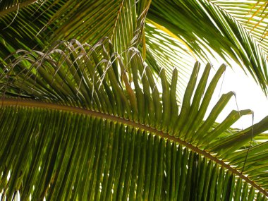 Hindistan cevizi avuç içi. Güney Amerika Adaları. Venezuela. Bir yolculukta unutulmaz duygular.