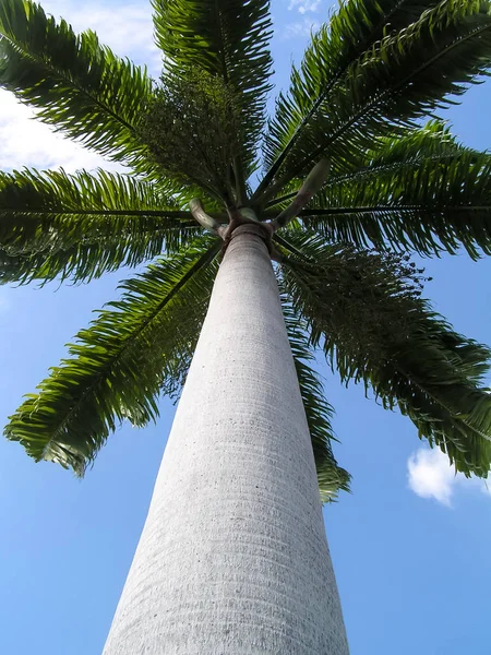 Coconut palms. Islands of South America. Venezuela. Unforgettable emotions on a journey.