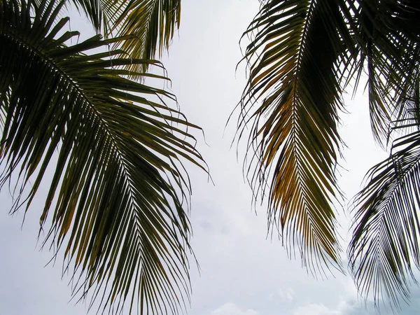 Coconut palms. Islands of South America. Venezuela. Unforgettable emotions on a journey.