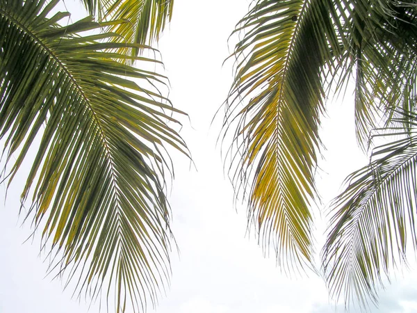 Coconut palms. Islands of South America. Venezuela. Unforgettable emotions on a journey.