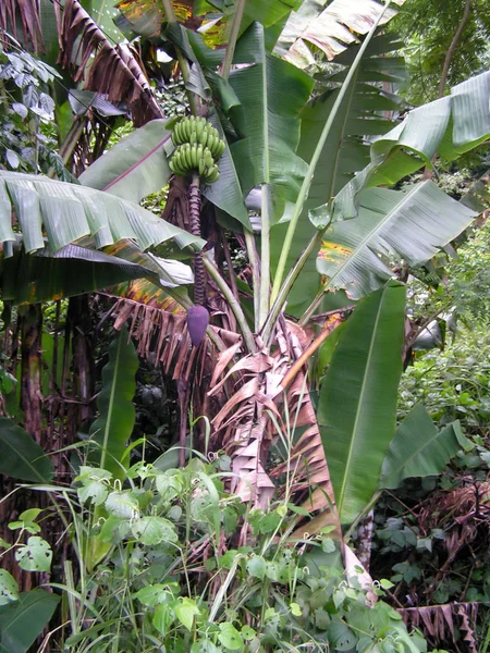 Coconut palms. Islands of South America. Venezuela. Unforgettable emotions on a journey.