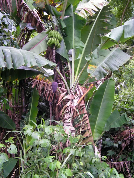 Coconut palms. Islands of South America. Venezuela. Unforgettable emotions on a journey.