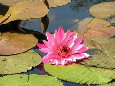 Nilüferler. Güney Amerika'da vahşi gölet. Venezuela. Ormanlar arasında güzellik.