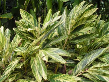 KONICA MINOLTA Dijital CAMERA