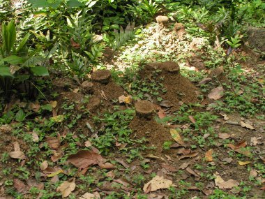 KONICA MINOLTA Dijital CAMERA