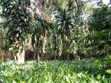 KONICA MINOLTA Dijital CAMERA