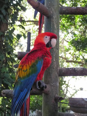 Papağan Arra. Dünyanın en büyüklerinden biri. Çok akıllı ve kolayca uysal. Güney Amerika. Venezuela.