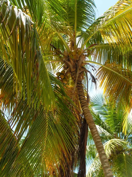 Coconut palms. Islands of South America. Venezuela. Unforgettable emotions on a journey.