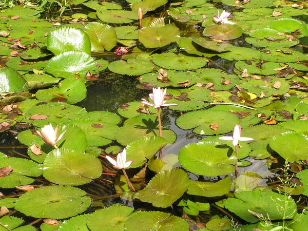 Water Lelies Wilde Vijver Zuid Amerika Venezuela Schoonheid Tussen Jungle — Stockfoto