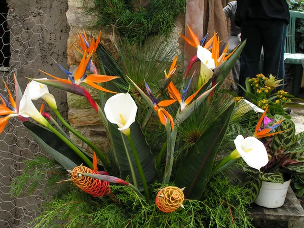 Fabulosas Flores Tropicais Uma Abundância Cores Formas Únicas América Sul — Fotografia de Stock