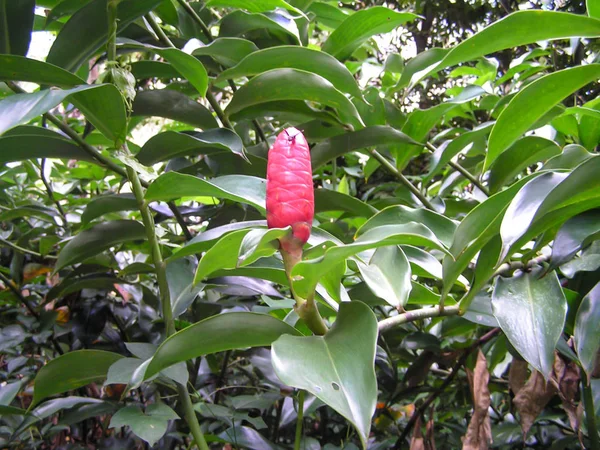 Fabulosas Flores Tropicais Uma Abundância Cores Formas Únicas América Sul — Fotografia de Stock