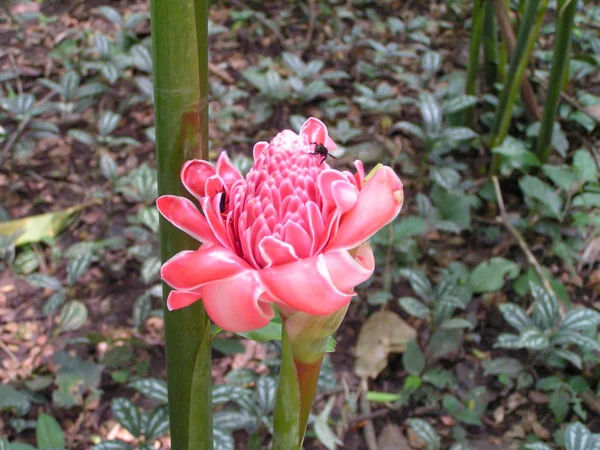 Fabulosas Flores Tropicais Uma Abundância Cores Formas Únicas América Sul — Fotografia de Stock