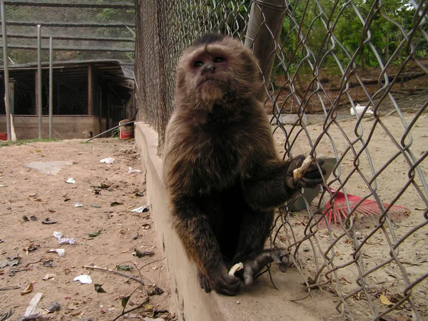 Macaco América Sul Venezuela Animal Irritado Mas Bonito Muito Prejudicial — Fotografia de Stock