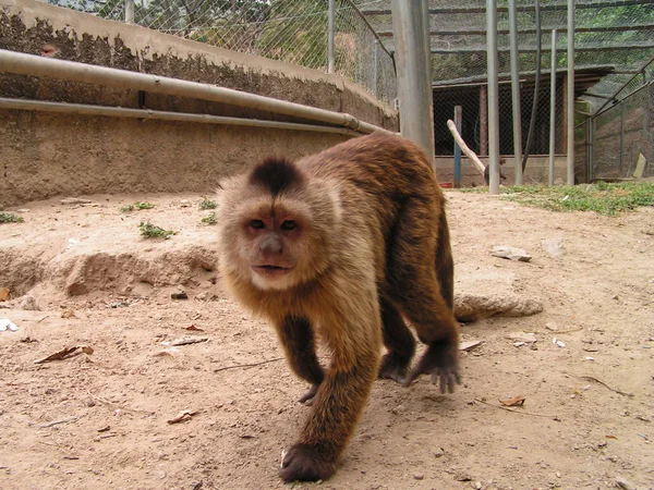 Monkey South America Venezuela Angry Cute Animal Very Harmful Cunning — Stock Photo, Image