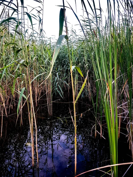 Lago Tarde Naturaleza Intacta Recreación Romántica Aire Libre Viajar Lugares — Foto de Stock