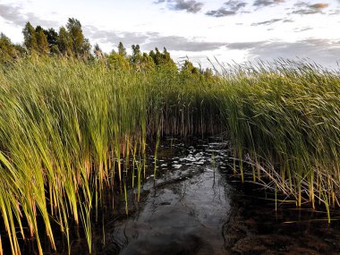 Akşam gölü. El değmemiş doğa. Romantik açık hava eğlencesi. El değmemiş doğal yerlerde seyahat. Sazlıkta gün batımı.
