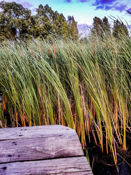 Evening lake. Untouched nature. Romantic outdoor recreation. Traveling in untouched natural places. Sunset in the reeds.