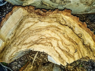 Eski ahşap arka plan. Eski ahşap yapı. Doğal yaşlanma.