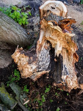 Eski ahşap arka plan. Eski ahşap yapı. Doğal yaşlanma.