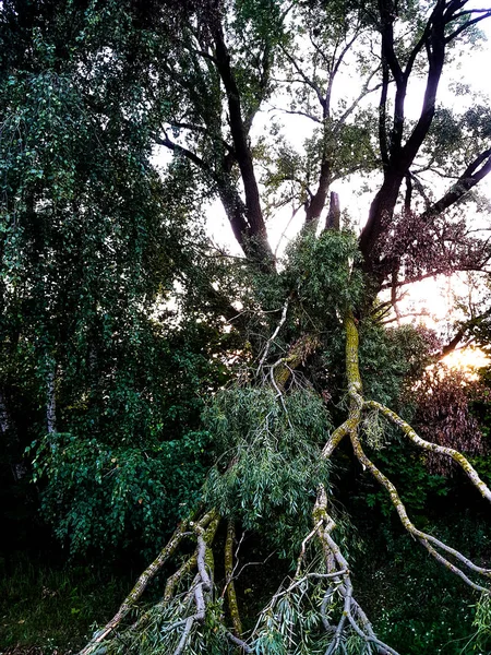 Fabuloso Bosque Virgen Hermosos Árboles Altos Mirando Cielo Tarde Verano — Foto de Stock