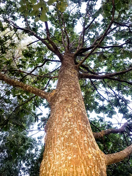 Fabulosa Floresta Intocada Belas Árvores Altas Olhar Para Céu Noite — Fotografia de Stock