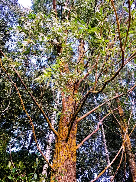 Fabuloso Bosque Virgen Hermosos Árboles Altos Mirando Cielo Tarde Verano — Foto de Stock