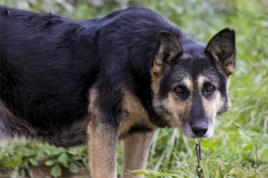 Üzgün köpek Zincir ve fetters kimsenin sevinç değildir. Efendisini bekliyor. Hayvanlarını seviyorum. Evcilleştirdiğimiz kişilerden biz sorumluyuz.!