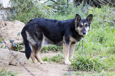 Üzgün köpek Zincir ve fetters kimsenin sevinç değildir. Efendisini bekliyor. Hayvanlarını seviyorum. Evcilleştirdiğimiz kişilerden biz sorumluyuz.!