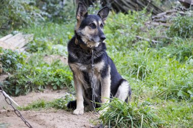 Üzgün köpek Zincir ve fetters kimsenin sevinç değildir. Efendisini bekliyor. Hayvanlarını seviyorum. Evcilleştirdiğimiz kişilerden biz sorumluyuz.!