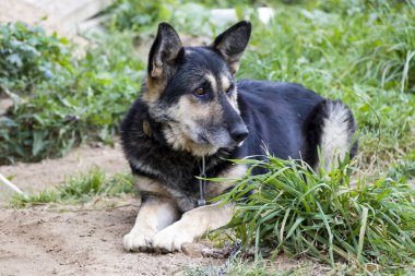 Üzgün köpek Zincir ve fetters kimsenin sevinç değildir. Efendisini bekliyor. Hayvanlarını seviyorum. Evcilleştirdiğimiz kişilerden biz sorumluyuz.!