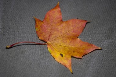 Altın sonbahar. Son aşk. Biraz hüzün. Anı durdurma arzusu. Düşmüş yapraklar. Özlem. Biraz hüzün ...