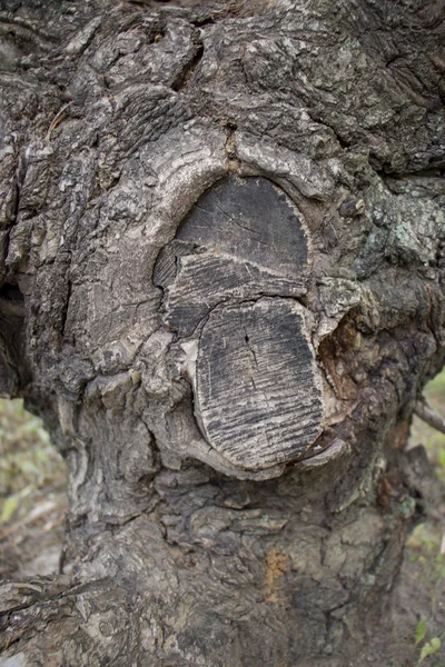 Фон Старого Дерева Естественное Старение Необычное Обычном — стоковое фото
