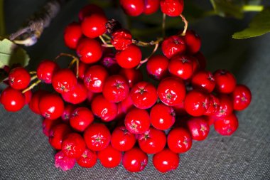 Rowan böğürtlenleri. Sonbaharın nefesi. Sonbahar arka planı.