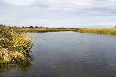 Bulrush, cattail, sedge. Bozulmamış nehir. Belarus Polonyası. Rüzgâr. Sonbahar. Parlak sonbahar renkleri. Akan su. Nehirde rüzgar. Vahşi doğa..